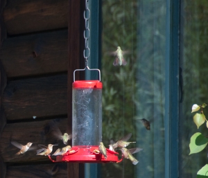 When should hummingbird feeders be taken down in winter?